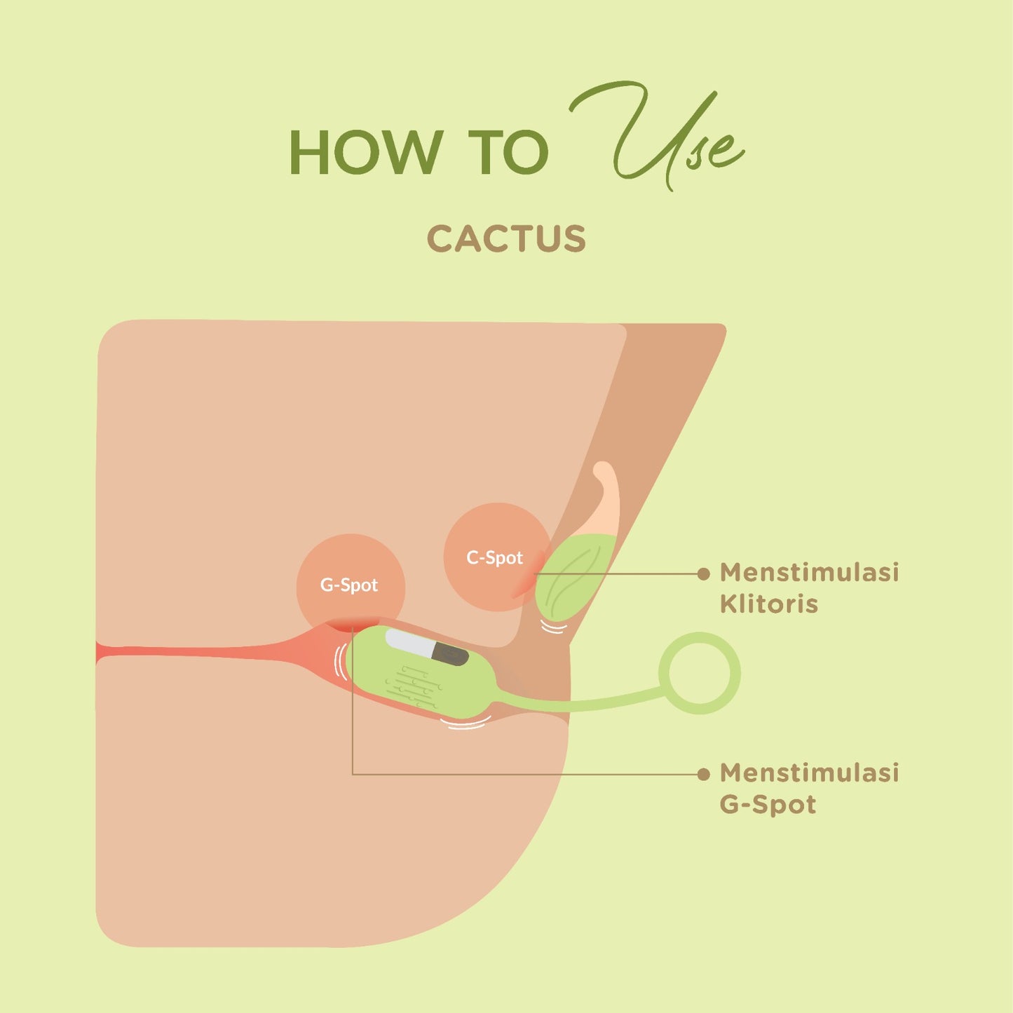 DiDO Nature Cactus